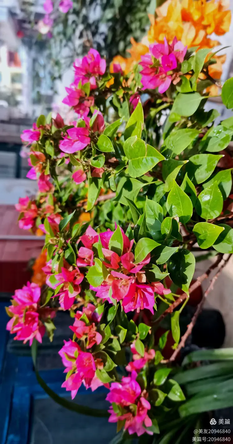 拍不够美丽花花三角梅(小桃红)摄影:东风21d